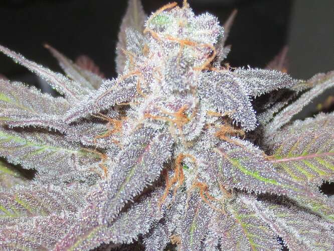 Purple buds...who grows them? - Overgrow.com