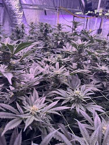 NL2 Authentic Genetics Seeds - Overgrow.com