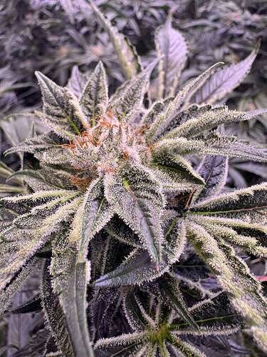 NL2 Authentic Genetics Seeds - Overgrow.com
