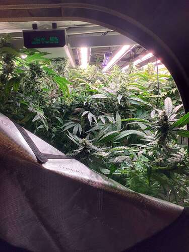 Tripl3fastaction tortures Authentic Genetics - Overgrow.com