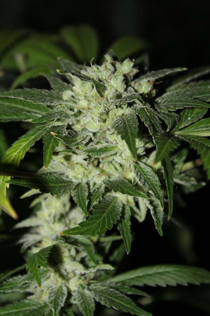 Williams Wonder living flowering cannabis plant, as labeled by the cited image source