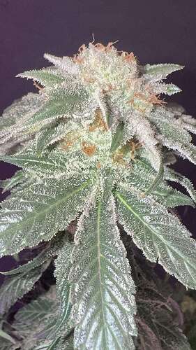 NL2 Authentic Genetics Seeds - Overgrow.com