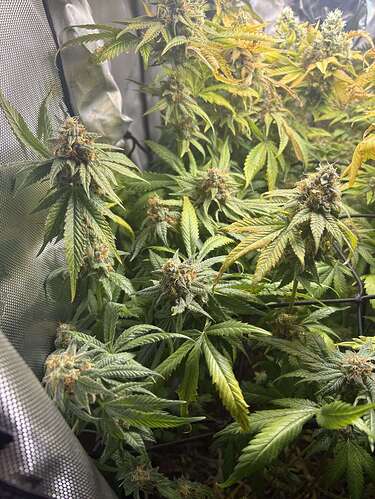 Nick-Nitro’s Grow Room - Overgrow.com