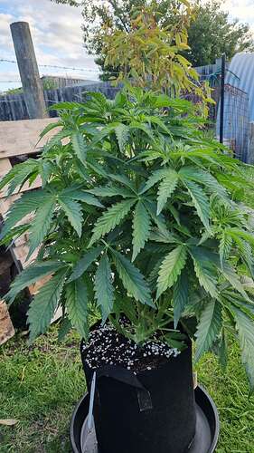 Indoor grow, autoflowers,week 7 - Overgrow.com