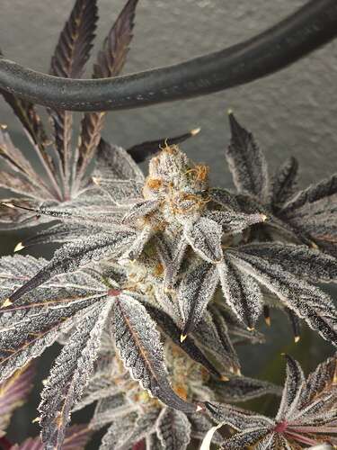 Square One Genetics Square One Genetics/Robinhood Seeds - Overgrow.com
