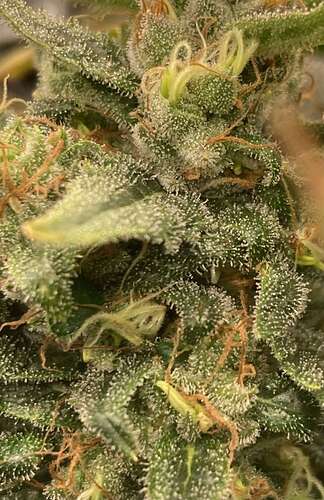 Tripl3fastaction tortures Authentic Genetics - Overgrow.com
