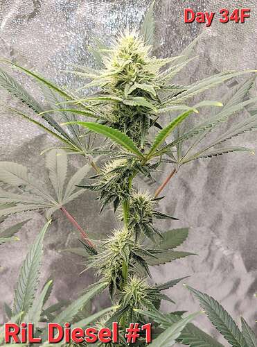 Ril D (GG4 RiL x Sowah) [TGTB] - Overgrow.com