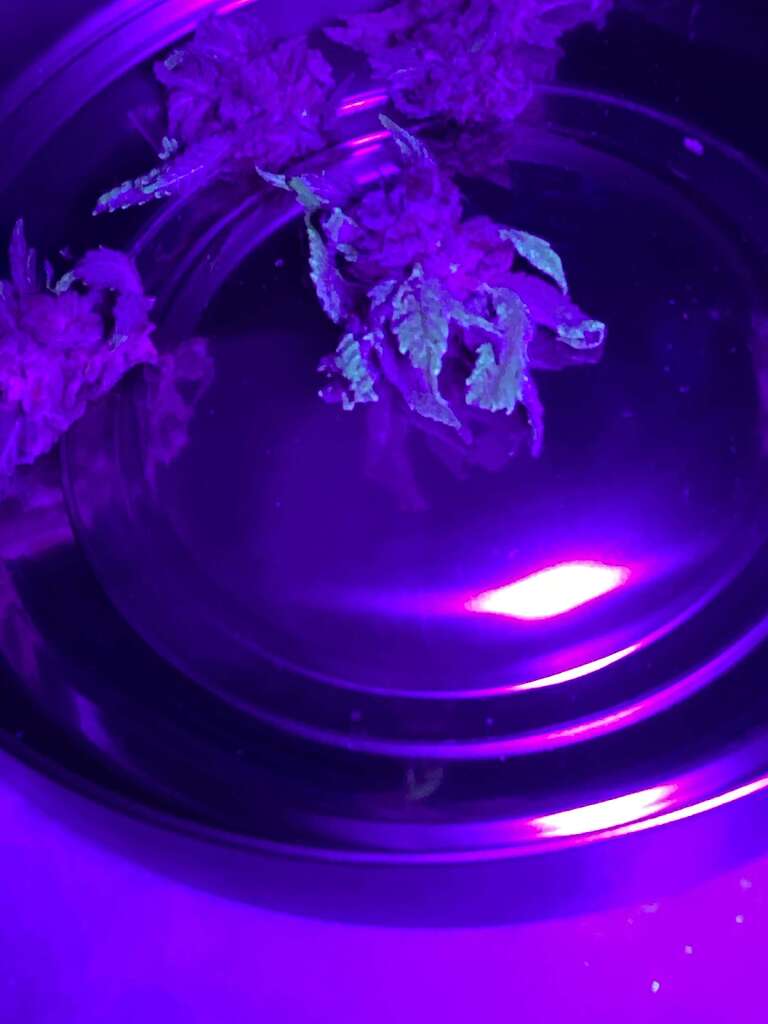 cigarette under a blacklight | FiveOhTwo Made in the usa. Your cigarette under UV light