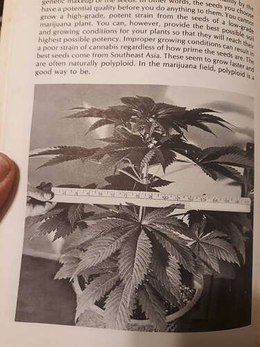 Authentic Genetics Seed Company - Page 24 - Overgrow.com