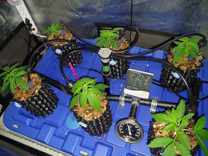 What Coco HFF looks like at the end - Overgrow.com