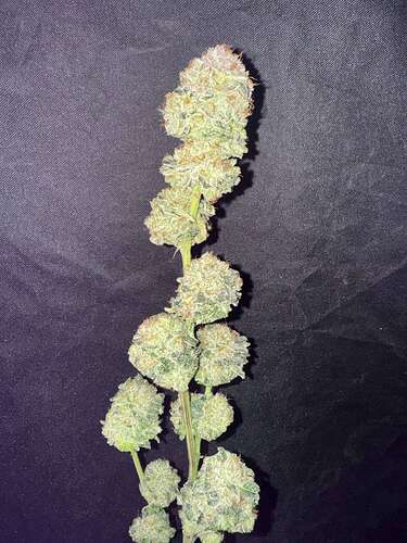 NL2 Authentic Genetics Seeds - Overgrow.com