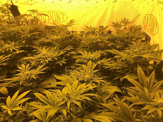 Pineapple Field Rotten Rotten Pineapple grow zone - Overgrow.com
