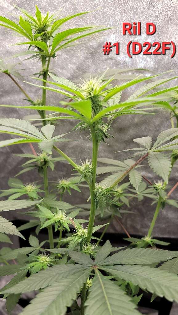 Ril D (GG4 RiL x Sowah) [TGTB] - Overgrow.com