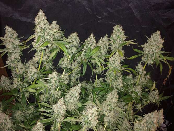 Cali Connection seeds - Overgrow.com