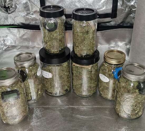 Indoor grow, autoflowers,week 7 - Overgrow.com