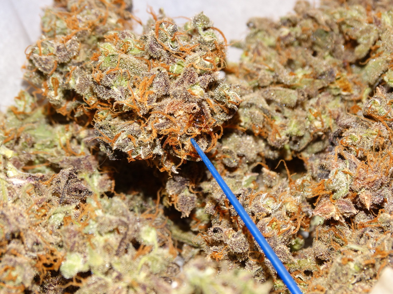 Princess Shaze Princess Haze with a sweet, syrup-like excretion - Overgrow.com