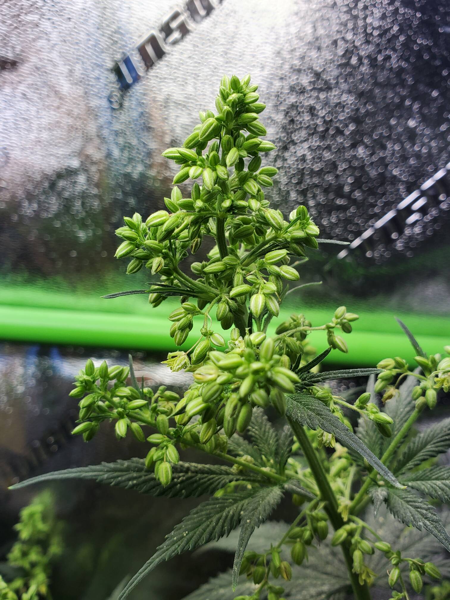Open Pollination Open pollination, selective pollination - Overgrow.com