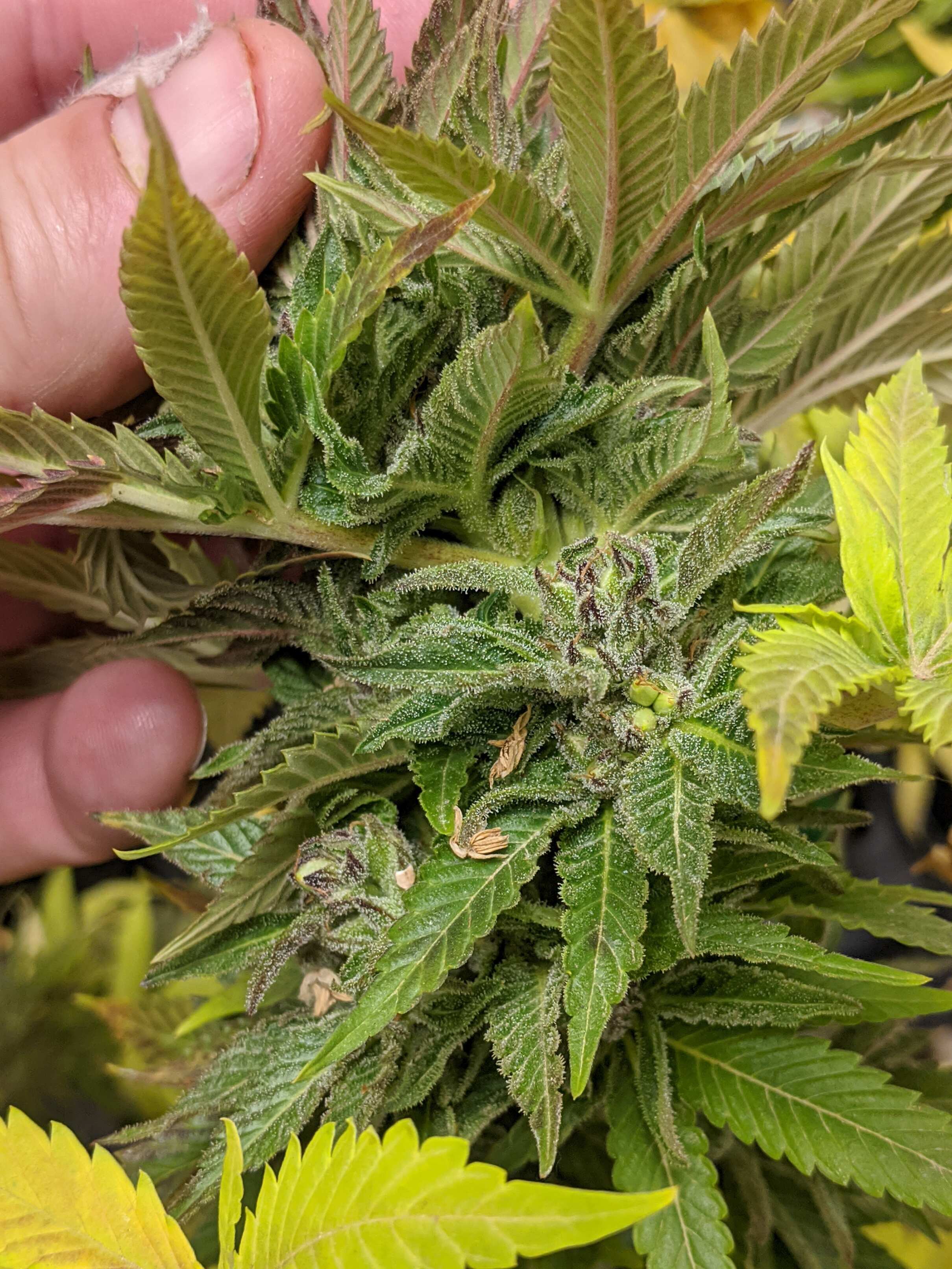 88G13HP flowering cannabis, as labeled by the cited image source