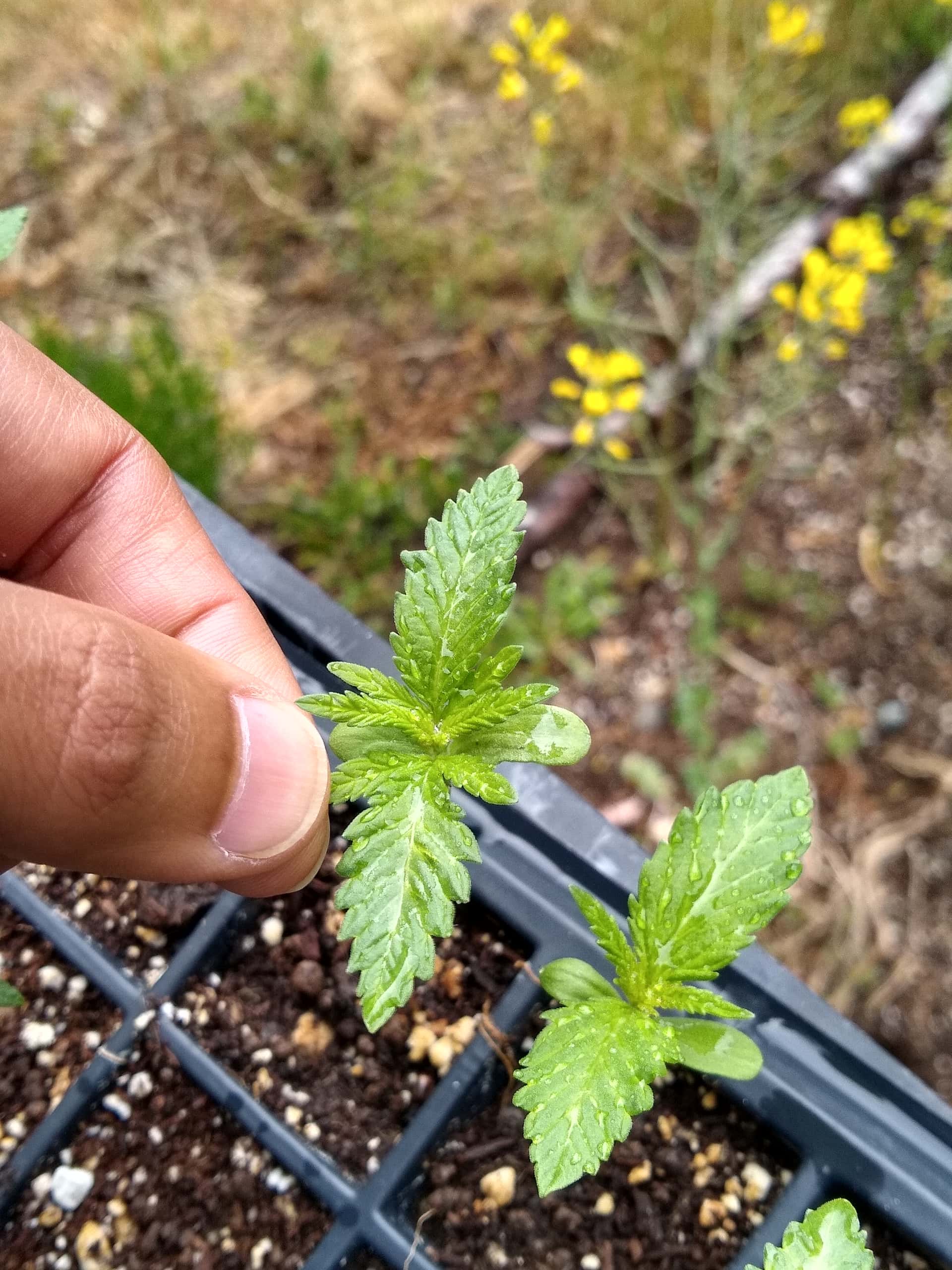F4 Valley Ice - 72 beans - Overgrow.com