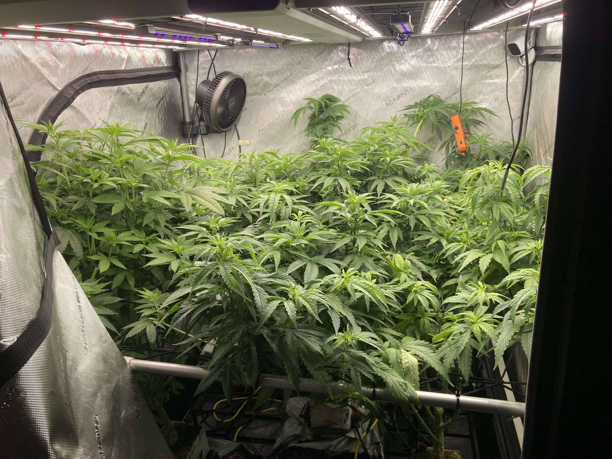 Tripl3fastaction tortures Authentic Genetics - Overgrow.com
