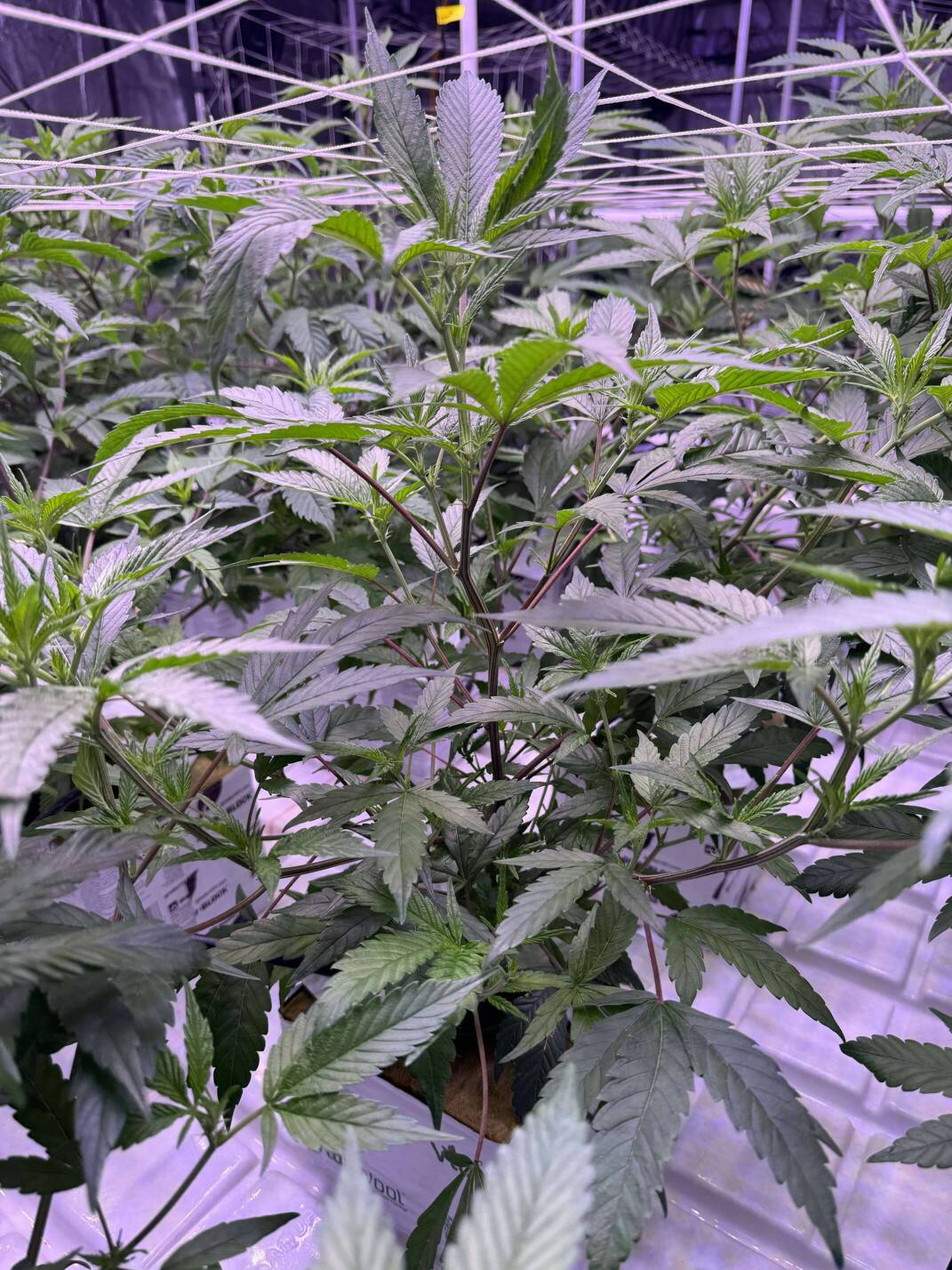 NL2 Authentic Genetics Seeds - Overgrow.com
