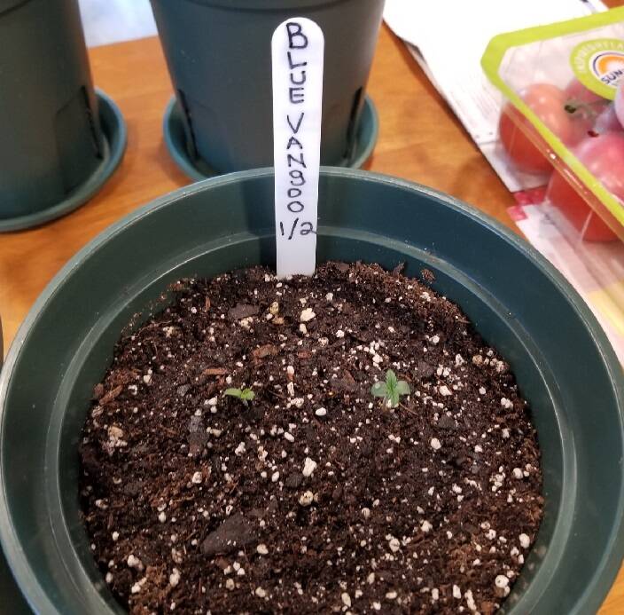 Autos Done Carty's Way - Overgrow.com