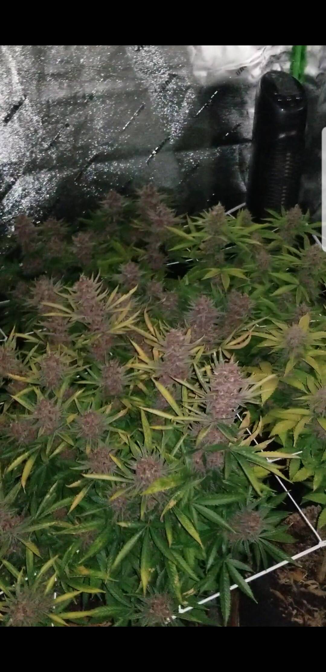 SCROG growing method - Overgrow.com