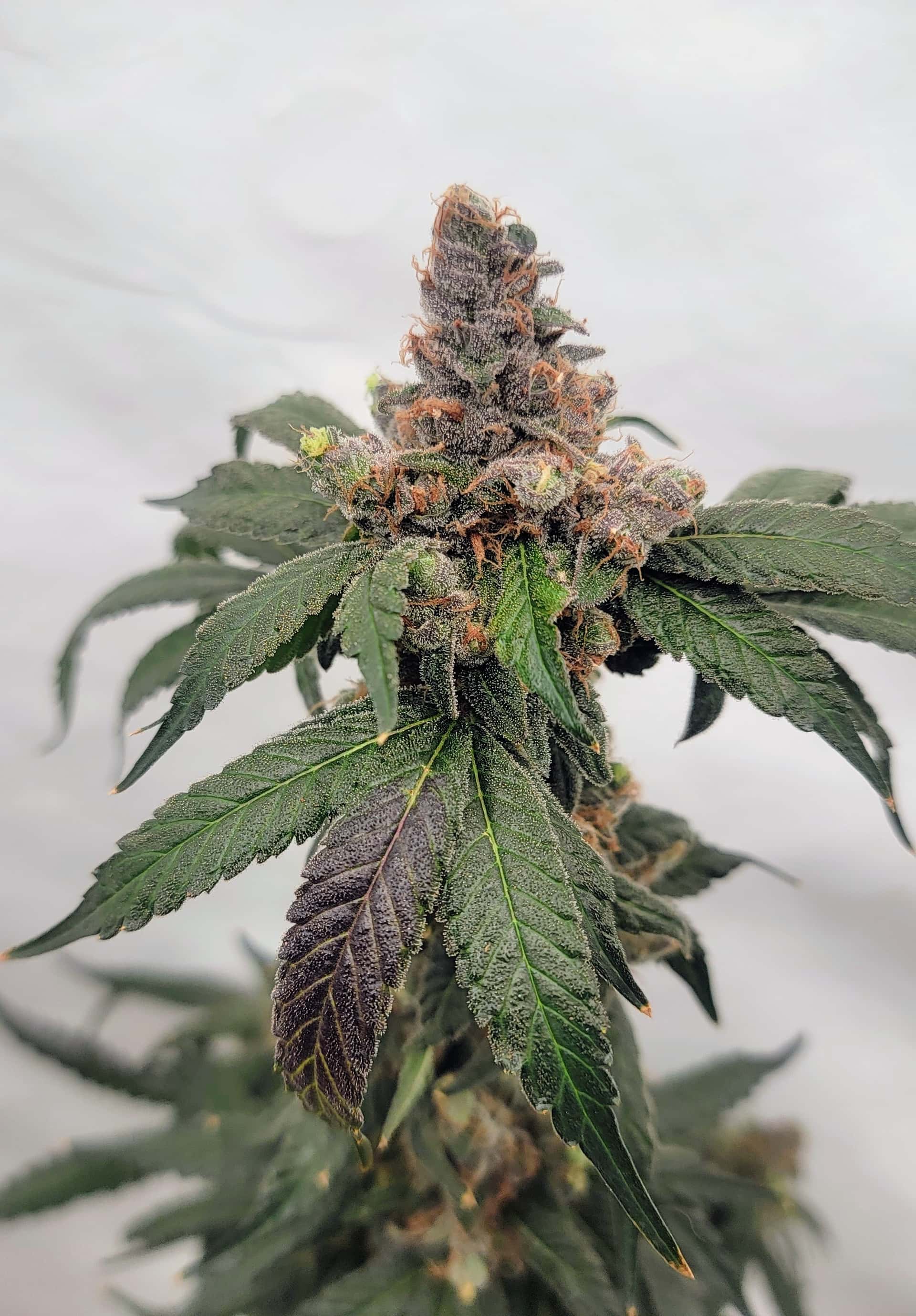 Dj short 1998 f4 blueberry fem lines - Overgrow.com