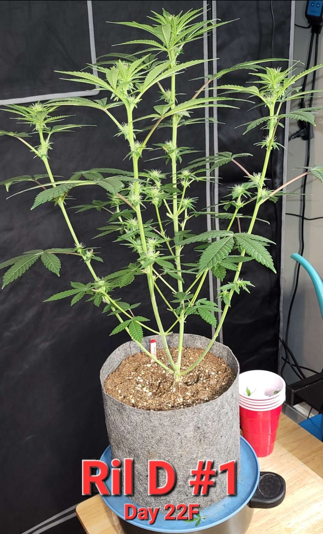 Ril D (GG4 RiL x Sowah) [TGTB] - Overgrow.com