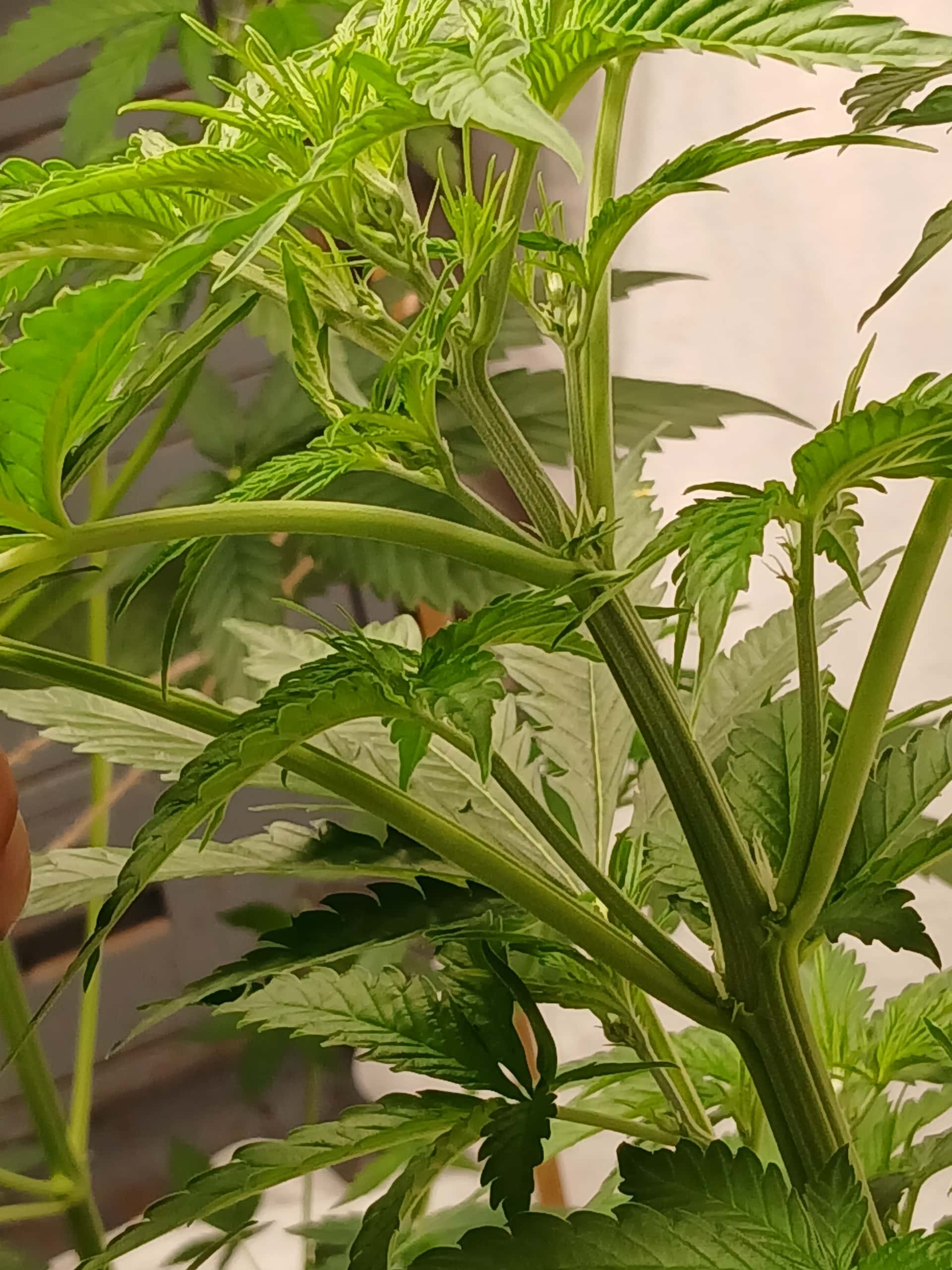 Who is Dr. Autoflower - Overgrow.com
