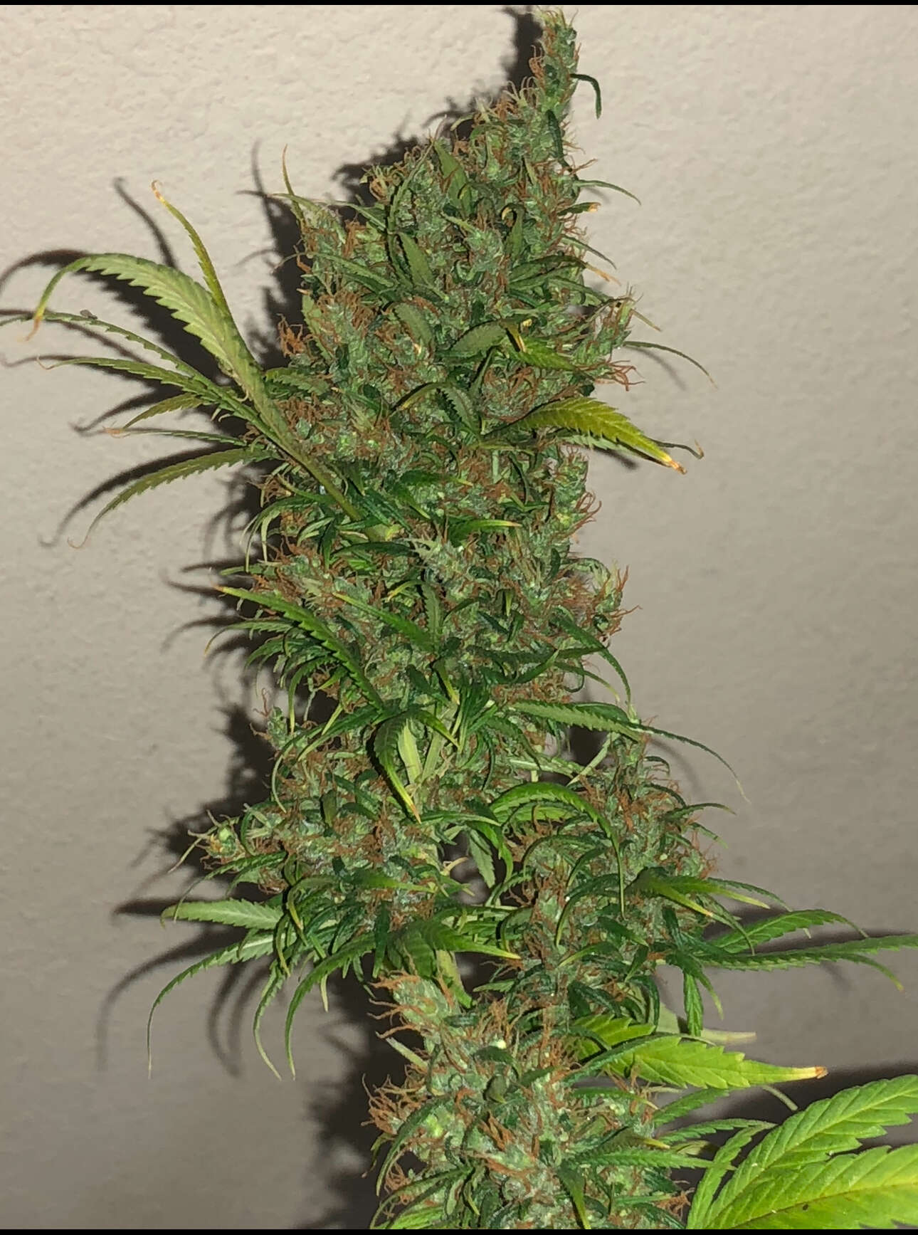 Reeferman 2023 Reeferman/Scott Family Farm, Bloom, JOTI - Overgrow.com