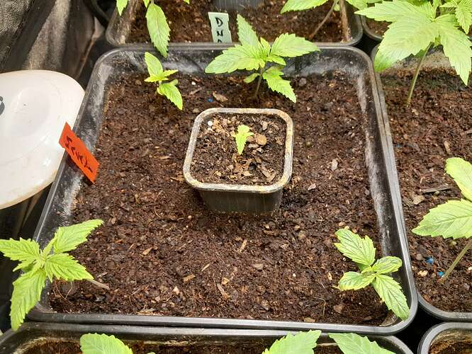 Growing. Malawi. Gorilla Zkittlez. Amnésia. Zkittlez. Purple Kush