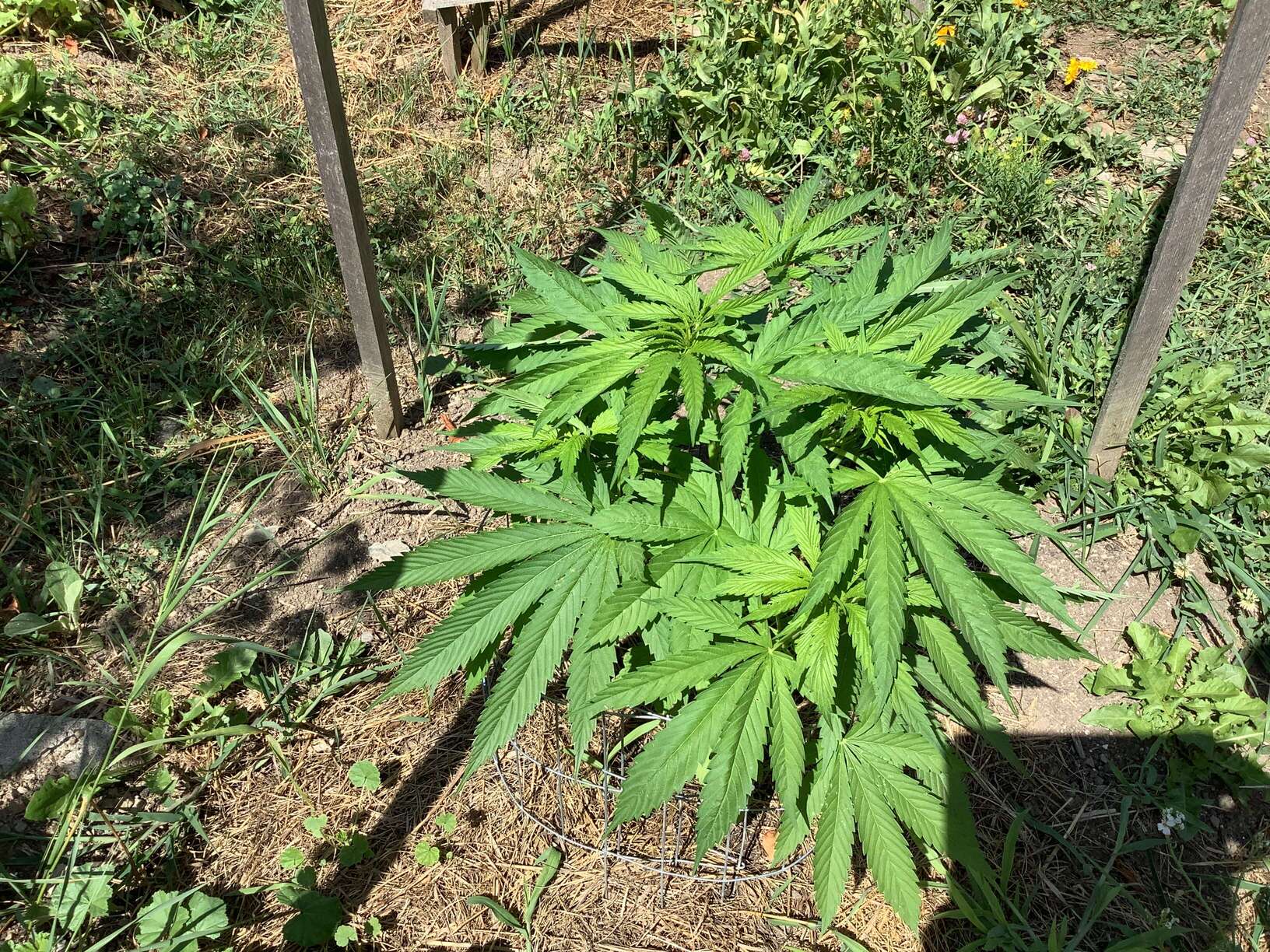 AK bean brains catalog - Page 41 - Overgrow.com