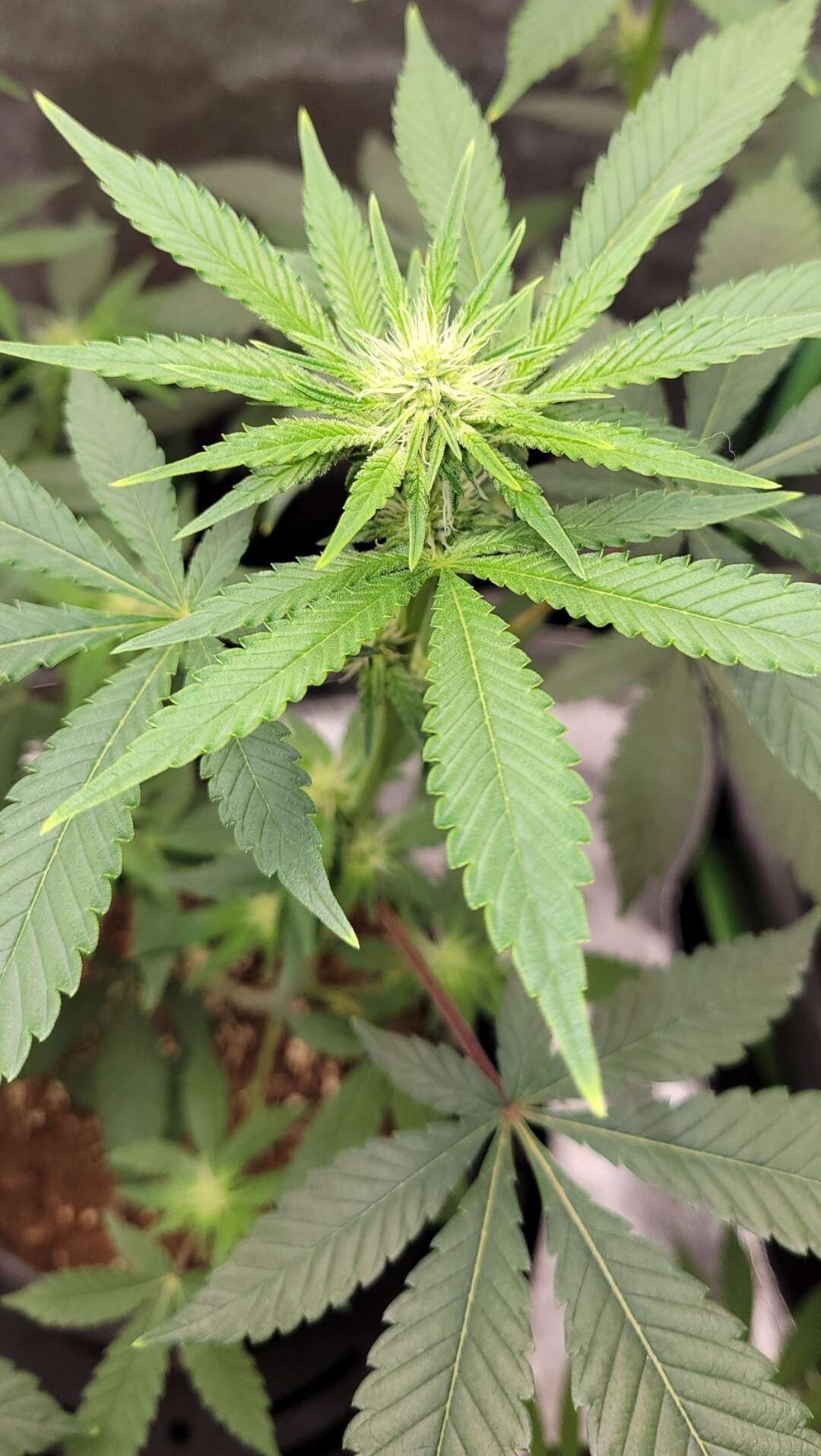 Ril D (GG4 RiL x Sowah) [TGTB] - Overgrow.com
