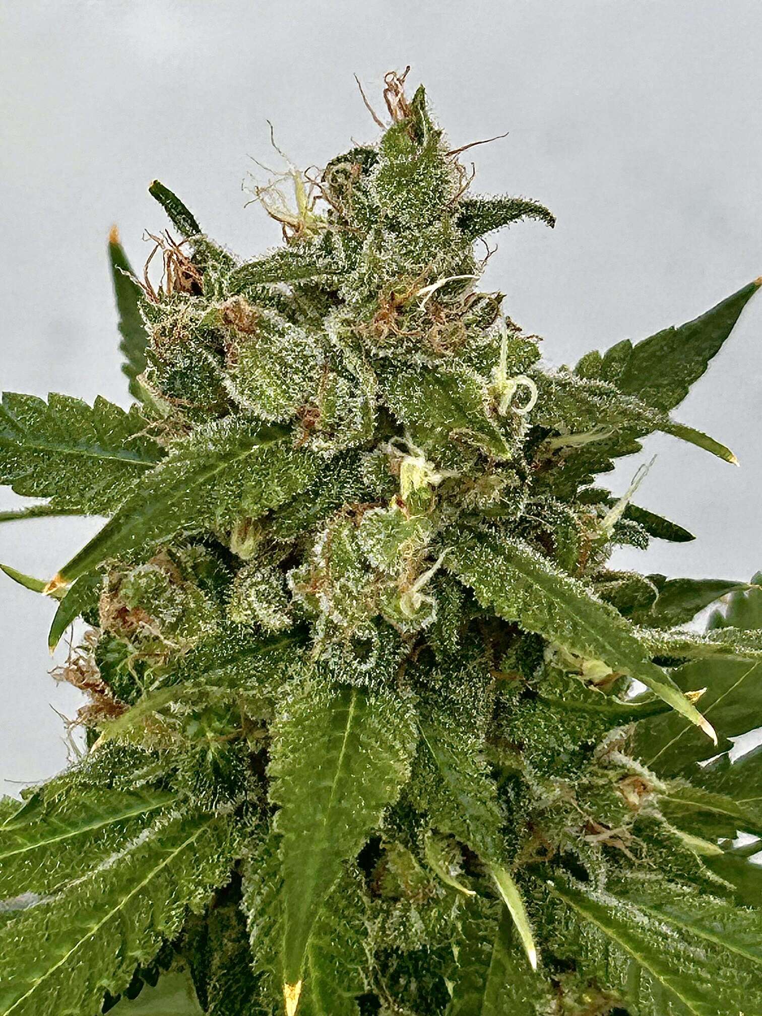 AK bean brains catalog - Page 41 - Overgrow.com