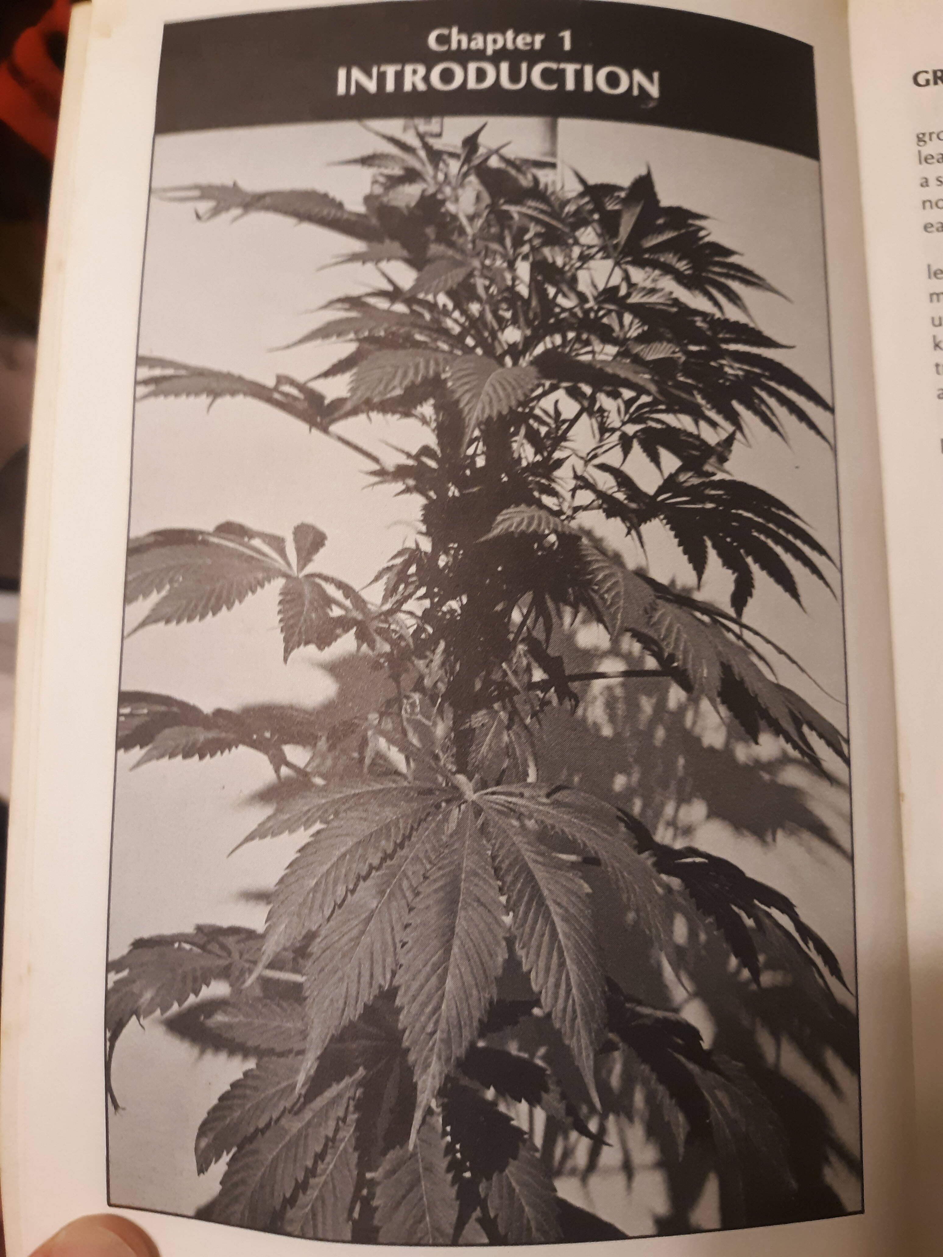 Authentic Genetics Seed Company - Page 24 - Overgrow.com