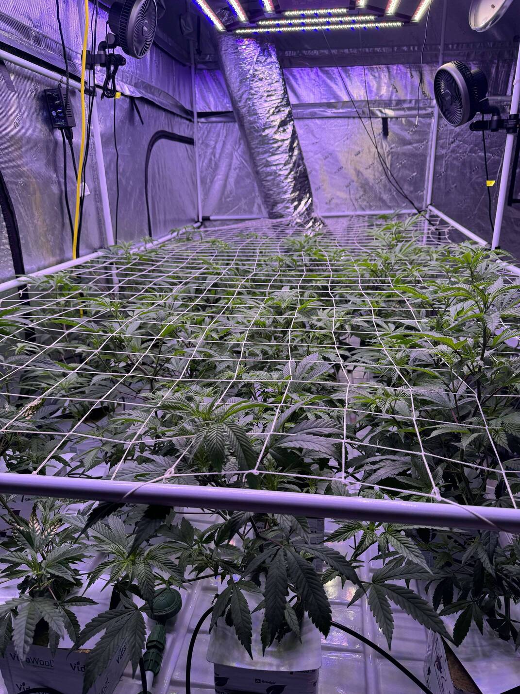 NL2 Authentic Genetics Seeds - Overgrow.com