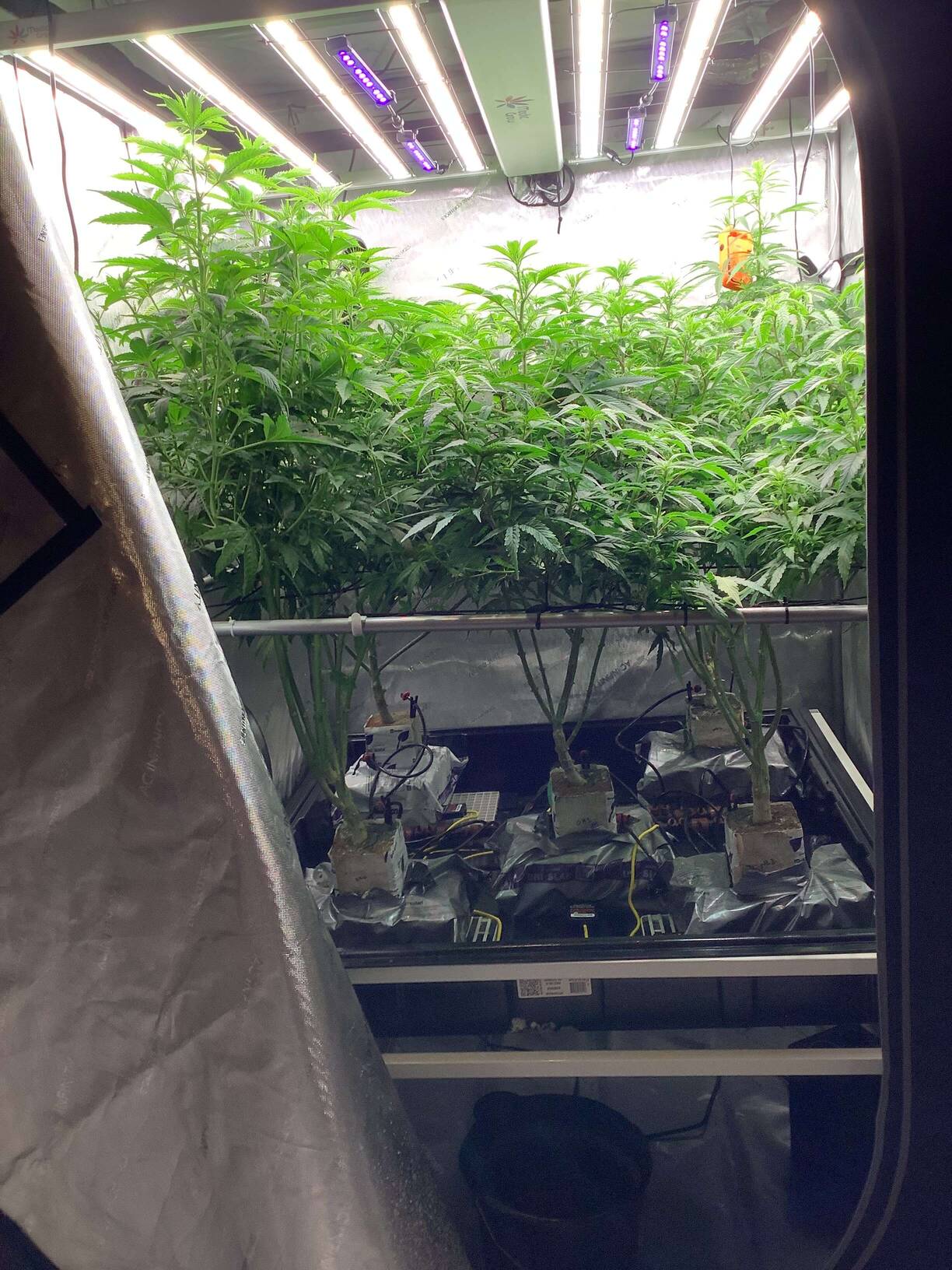 Tripl3fastaction tortures Authentic Genetics - Overgrow.com