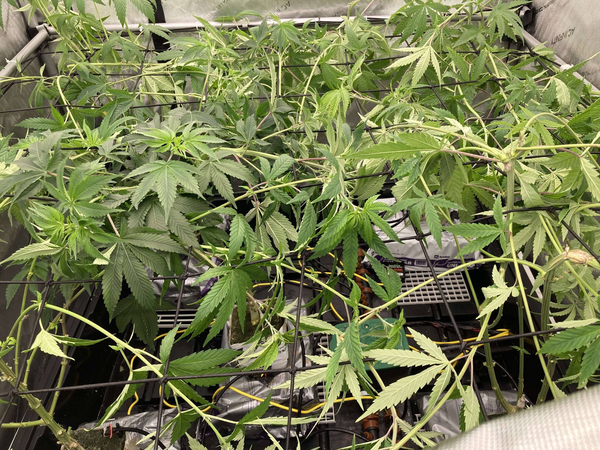 Tripl3fastaction tortures Authentic Genetics - Overgrow.com