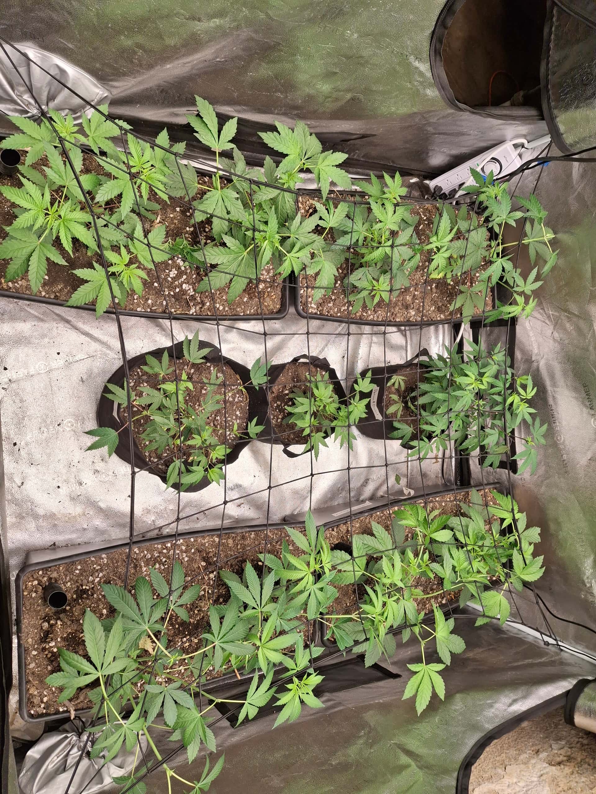 Ohio Skunk Cabbage and FX3 selection grow - Overgrow.com