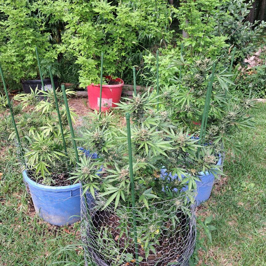 Beebud's country living journal - Overgrow.com