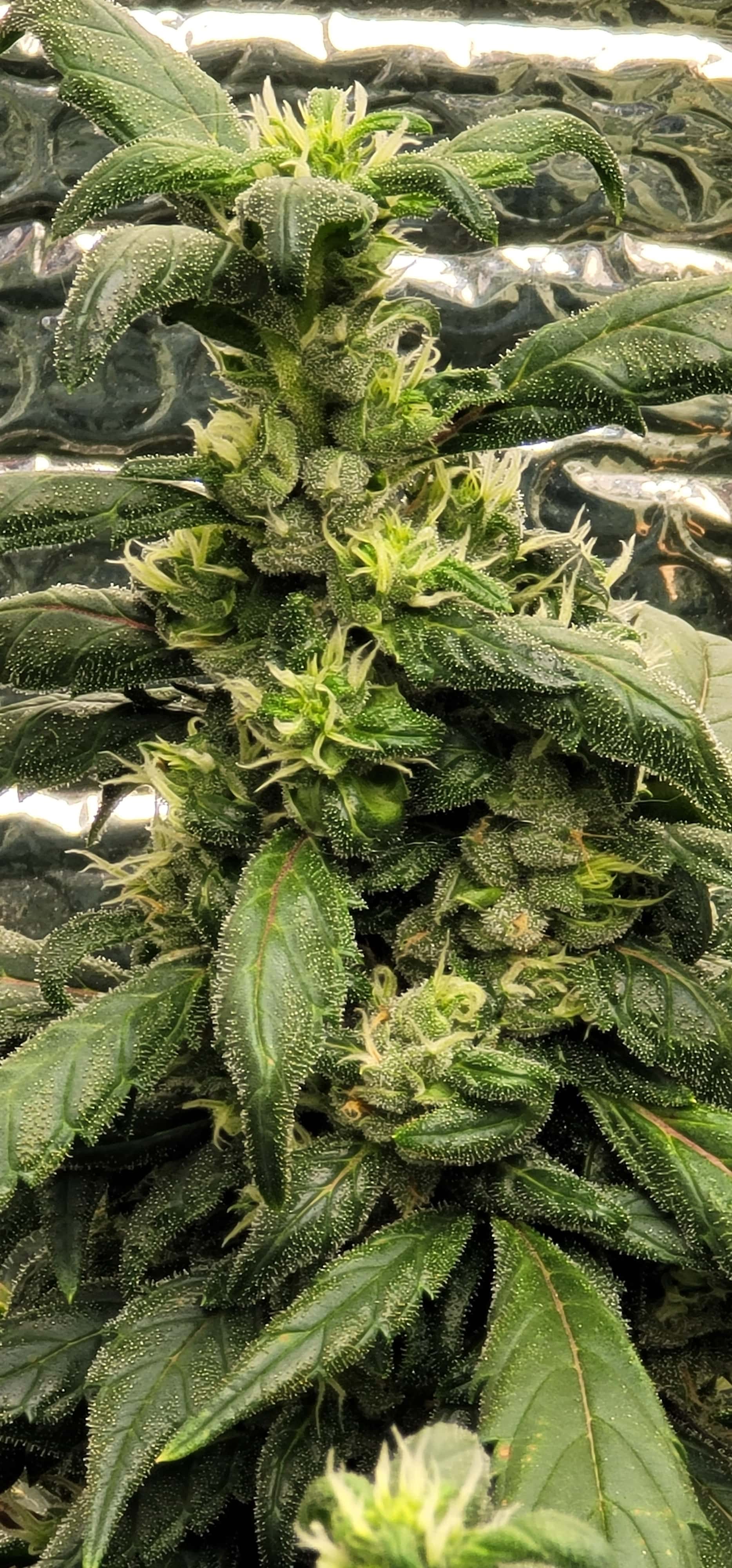 Lemon Ghug Lemon G chat - Overgrow.com