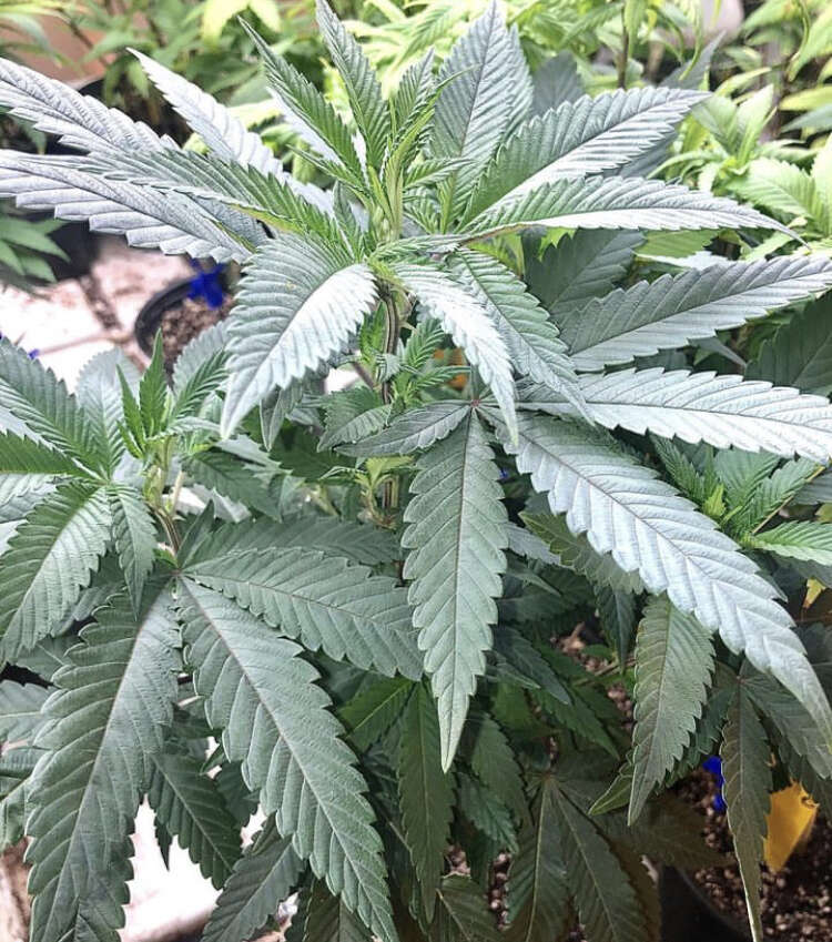 Reeferman 2023 Reeferman/Scott Family Farm, Bloom, JOTI - Overgrow.com