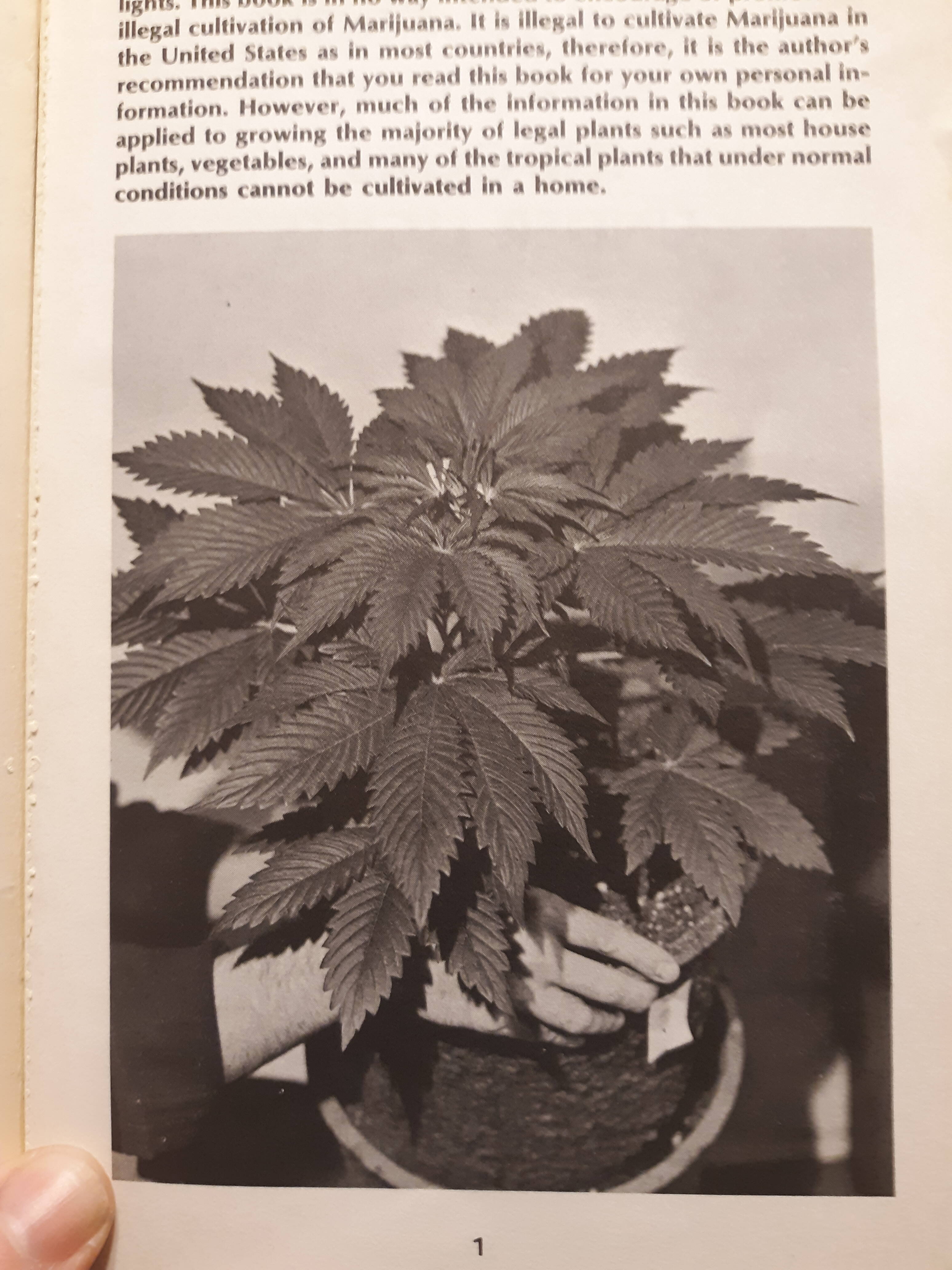 Authentic Genetics Seed Company - Page 24 - Overgrow.com