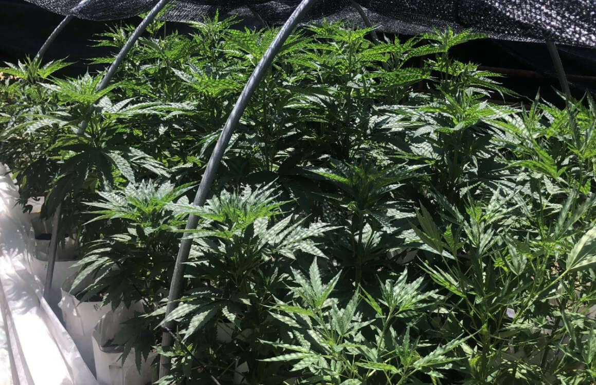 Reeferman 2023 Reeferman/Scott Family Farm, Bloom, JOTI - Overgrow.com