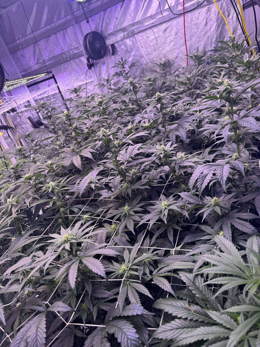 NL2 Authentic Genetics Seeds - Overgrow.com