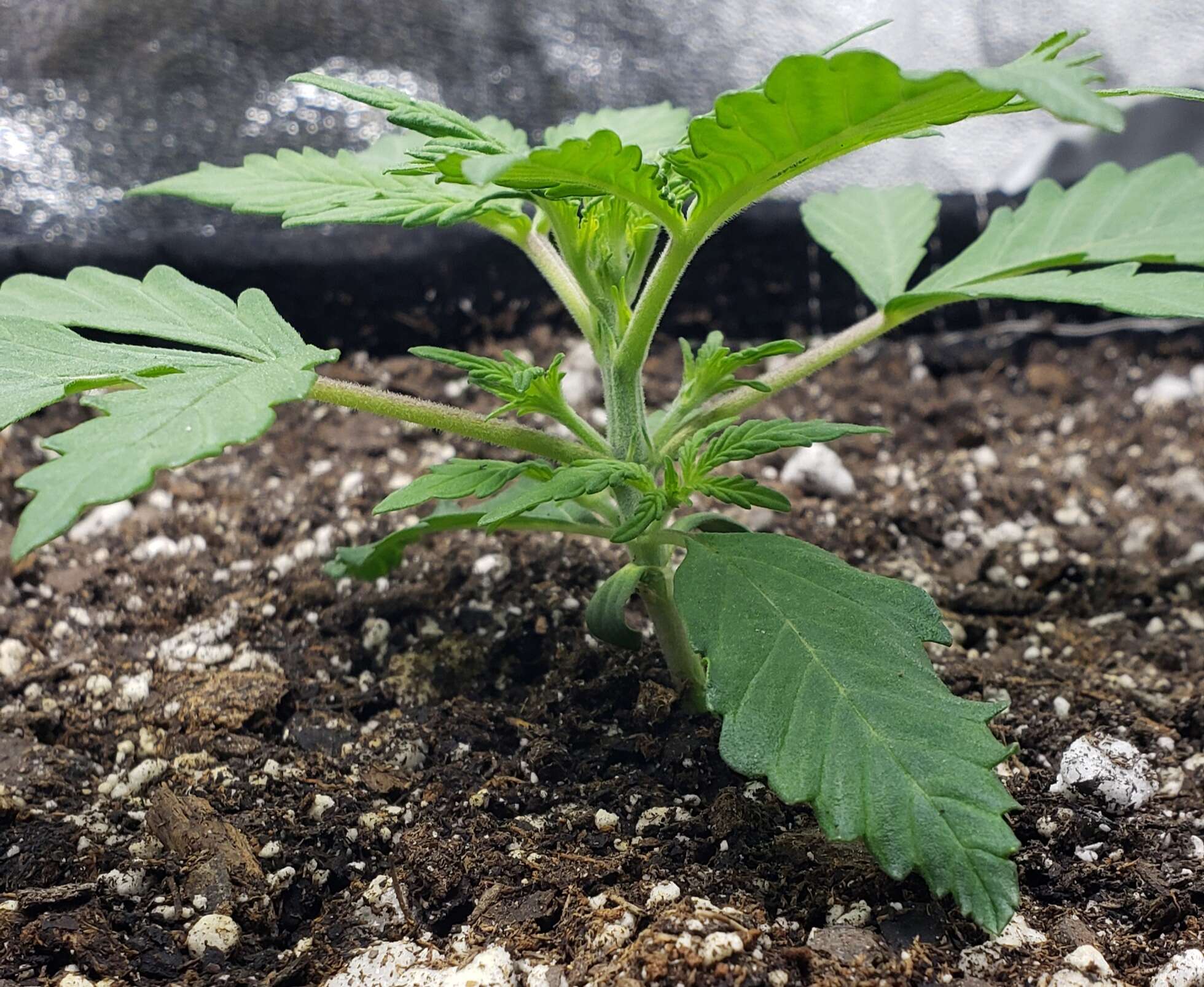 The most Spellbinding-Inspiring-Rousing-Interactive & Fun Autoflower ...