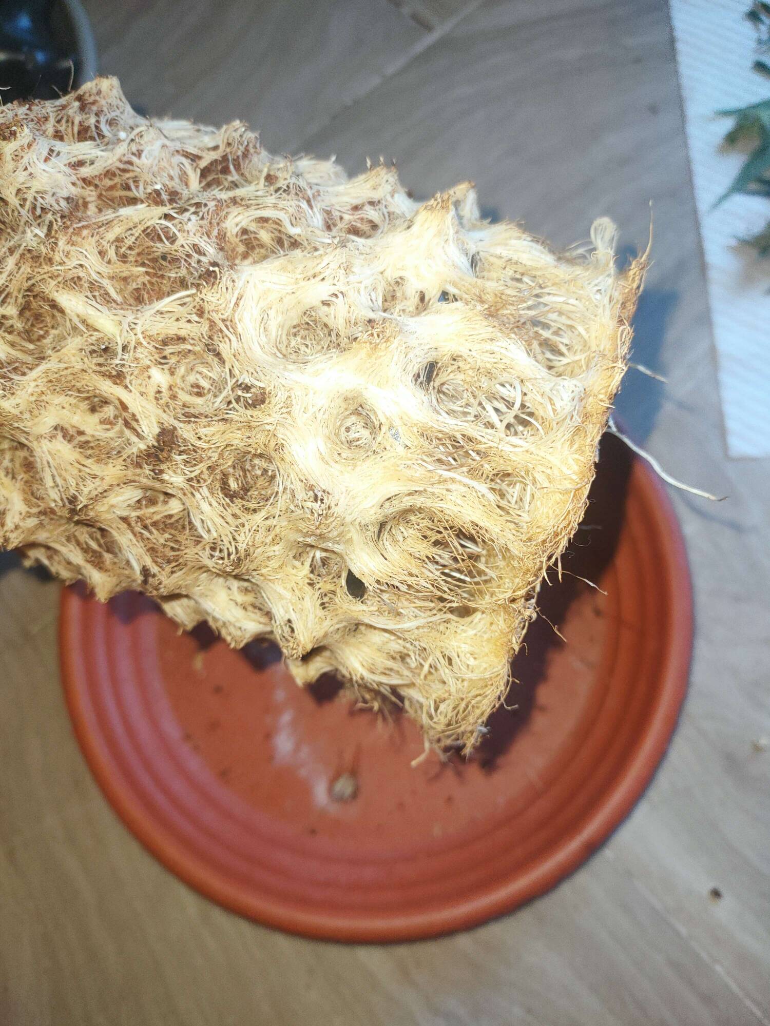 What Coco HFF looks like at the end - Overgrow.com