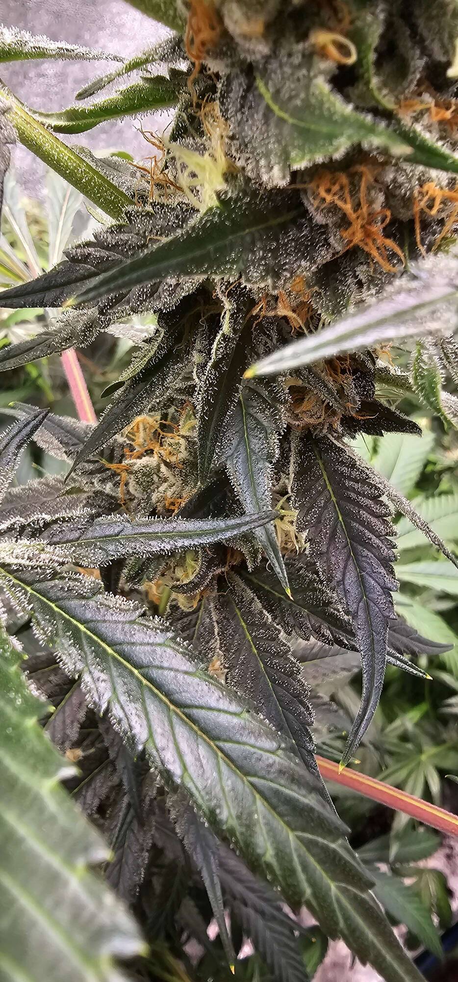 Square One Genetics Square One Genetics/Robinhood Seeds - Overgrow.com