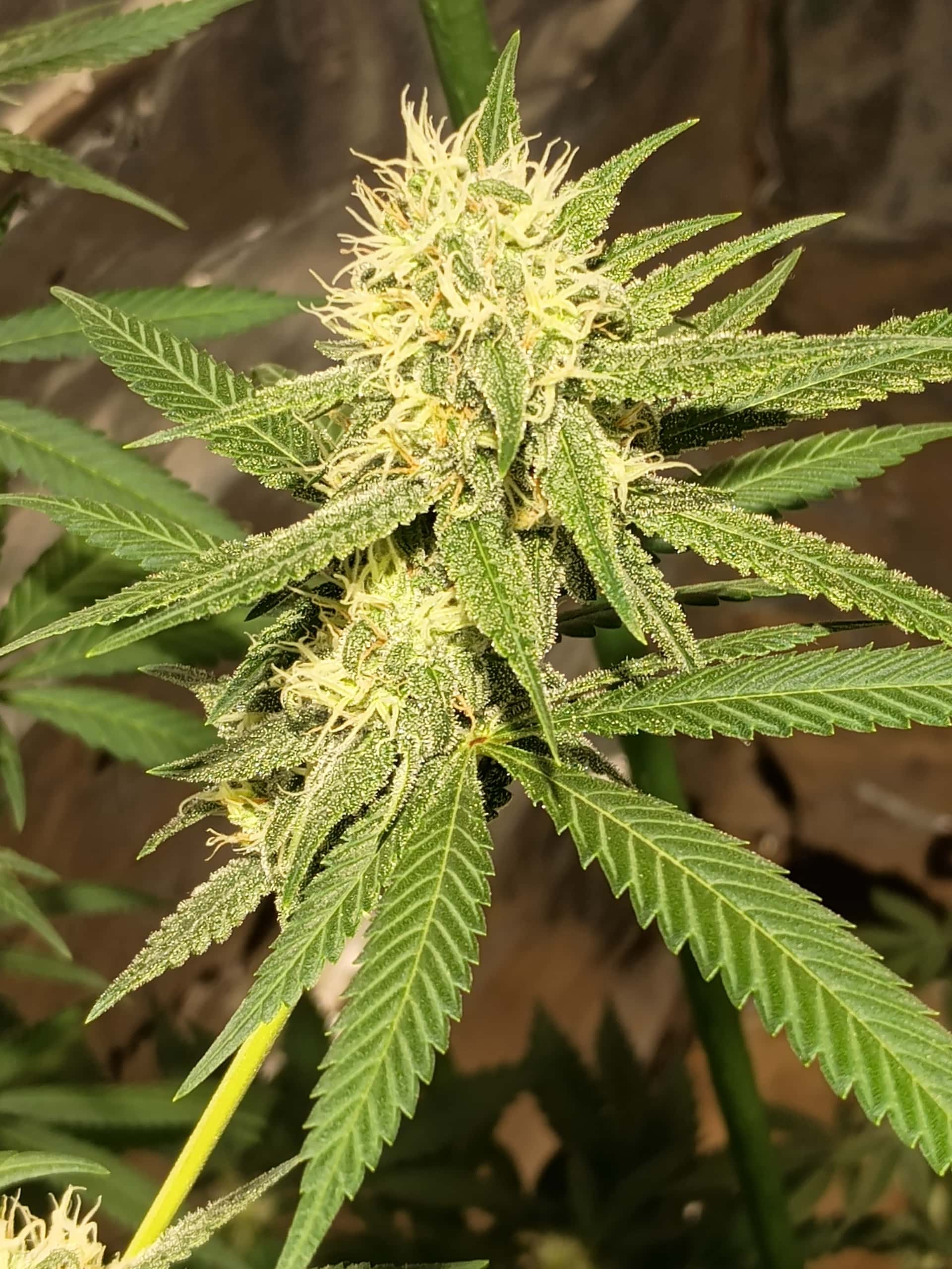 Doc D cannabis seeds - Page 169 - Overgrow.com